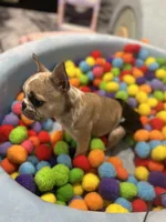 Quinn, a female French Bulldog for sale in Fishers, IN – 2 of 10