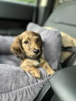Molly, a female Miniature Dachshund for sale in Fishers, IN – 8 of 10