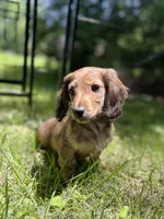 Molly, a female Miniature Dachshund for sale in Fishers, IN – 5 of 10