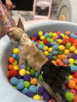 Quinn, a female French Bulldog for sale in Fishers, IN – 10 of 10