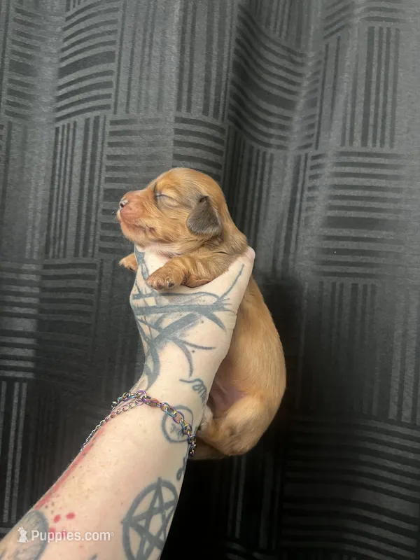 Bud – Dachshund puppy for sale in Fishers, IN
