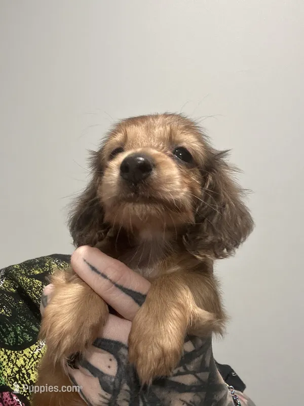 Tigger – Dachshund puppy for sale in Fishers, IN