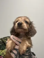 Tigger, a male Dachshund for sale in Fishers, IN – 1 of 5