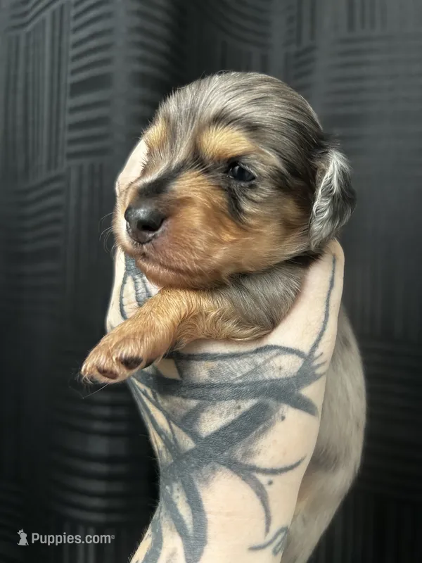 Luther – Dachshund puppy for sale in Fishers, IN