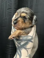 Luther, a male Dachshund for sale in Fishers, IN – 1 of 4