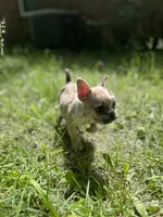 Quinn, a female French Bulldog for sale in Fishers, IN – 9 of 10