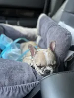 Quinn, a female French Bulldog for sale in Fishers, IN – 5 of 10