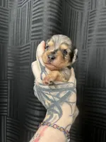 Luther, a male Dachshund for sale in Fishers, IN – 4 of 4