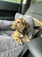 Molly, a female Miniature Dachshund for sale in Fishers, IN – 9 of 10