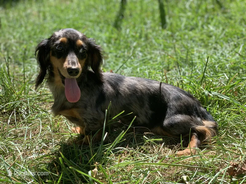 Dapple – Miniature Dachshund puppy for sale in Fishers, IN