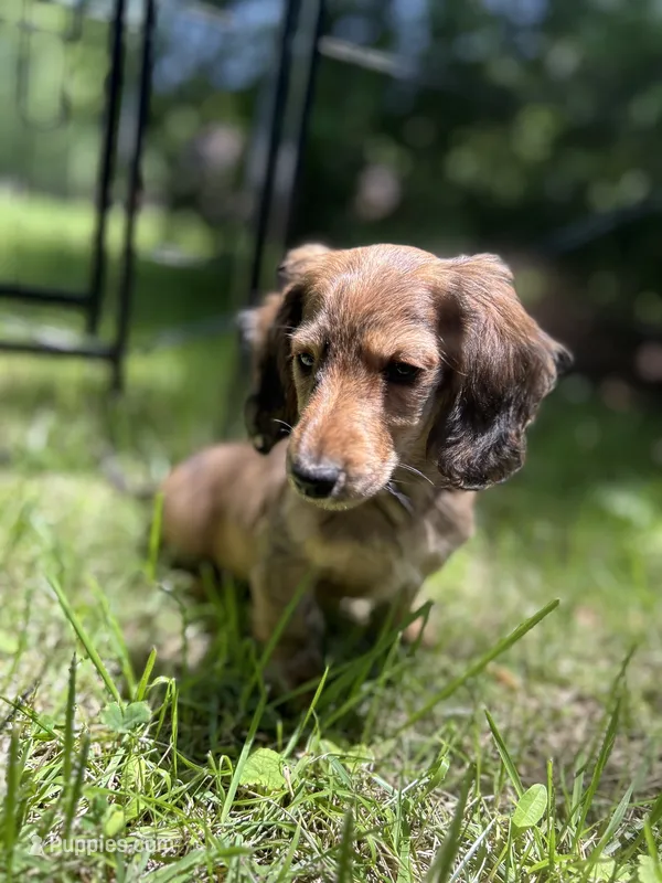 Molly – Miniature Dachshund puppy for sale in Fishers, IN