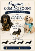 Dapple, a  Miniature Dachshund for sale in Fishers, IN – 2 of 2
