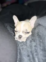 Quinn, a female French Bulldog for sale in Fishers, IN – 8 of 10