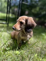 Molly, a female Miniature Dachshund for sale in Fishers, IN – 4 of 10