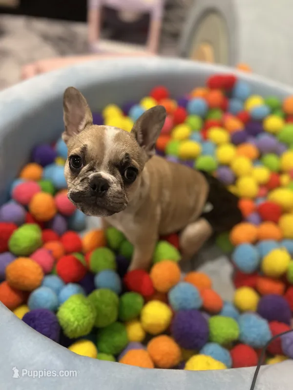 Quinn – French Bulldog puppy for sale in Fishers, IN