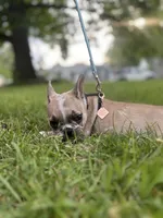 Quinn, a female French Bulldog for sale in Fishers, IN – 3 of 10
