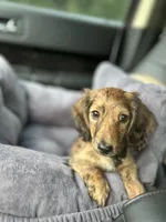 Molly, a female Miniature Dachshund for sale in Fishers, IN – 7 of 10