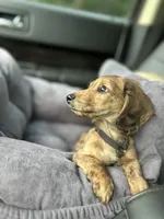 Molly, a female Miniature Dachshund for sale in Fishers, IN – 6 of 10
