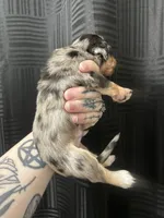 Luther, a male Dachshund for sale in Fishers, IN – 3 of 4
