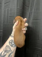 Bud, a male Dachshund for sale in Fishers, IN – 2 of 2