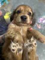Tigger, a male Dachshund for sale in Fishers, IN – 4 of 5