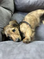 Molly, a female Miniature Dachshund for sale in Fishers, IN – 10 of 10