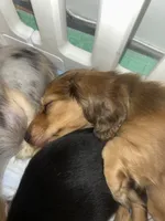 Tigger, a male Dachshund for sale in Fishers, IN – 2 of 5