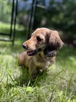 Molly, a female Miniature Dachshund for sale in Fishers, IN – 2 of 10