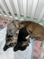 Tigger, a male Dachshund for sale in Fishers, IN – 3 of 5