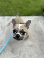 Quinn, a female French Bulldog for sale in Fishers, IN – 4 of 10