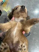Tigger, a male Dachshund for sale in Fishers, IN – 5 of 5