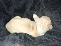 Quinn, a female French Bulldog for sale in Fishers, IN – 7 of 10
