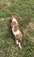 Willow, a female Miniature Dachshund for sale in Independence, IA – 7 of 7