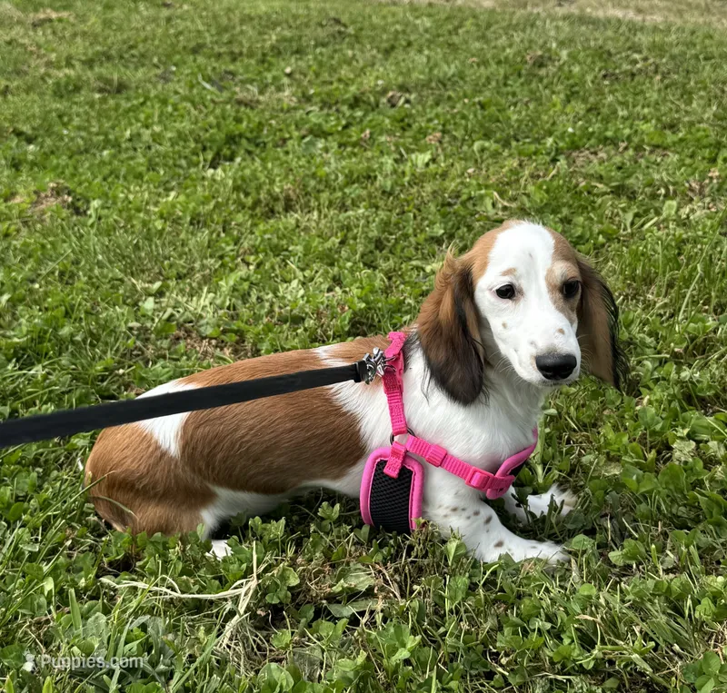 Willow – Miniature Dachshund puppy for sale in Independence, IA