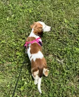 Willow, a female Miniature Dachshund for sale in Independence, IA – 5 of 7