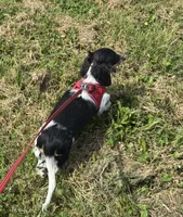 Winnie, a male Miniature Dachshund for sale in Independence, IA – 6 of 8
