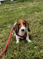 Winston, a male Miniature Dachshund for sale in Independence, IA – 5 of 7
