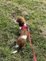 Winston, a male Miniature Dachshund for sale in Independence, IA – 7 of 7