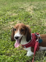 Winston, a male Miniature Dachshund for sale in Independence, IA – 2 of 7