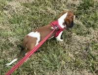 Winston, a male Miniature Dachshund for sale in Independence, IA – 3 of 7