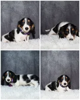 Purple collar, a female Miniature Dachshund for sale in Independence, IA – 1 of 1