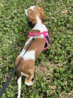 Willow, a female Miniature Dachshund for sale in Independence, IA – 2 of 7