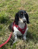 Winnie, a male Miniature Dachshund for sale in Independence, IA – 2 of 8