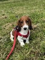 Winston, a male Miniature Dachshund for sale in Independence, IA – 1 of 7