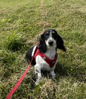 Winnie, a male Miniature Dachshund for sale in Independence, IA – 7 of 8
