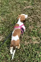 Willow, a female Miniature Dachshund for sale in Independence, IA – 4 of 7