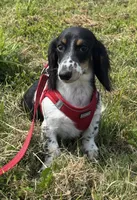 Winnie, a male Miniature Dachshund for sale in Independence, IA – 3 of 8