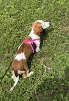 Willow, a female Miniature Dachshund for sale in Independence, IA – 6 of 7