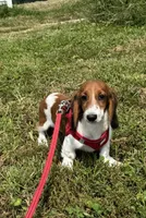 Winston, a male Miniature Dachshund for sale in Independence, IA – 6 of 7