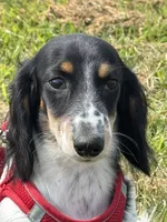 Winnie, a male Miniature Dachshund for sale in Independence, IA – 4 of 8